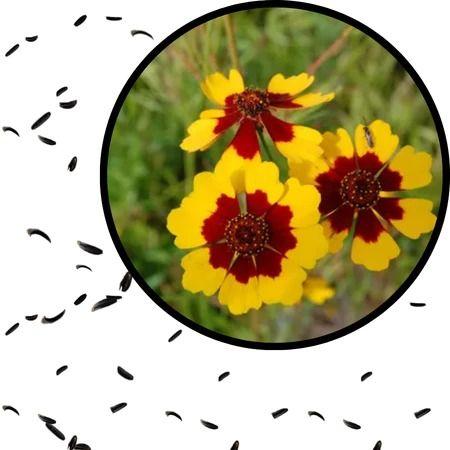 Sementes S22 Coreopsis Margaridinha Elegant Sortido Flores Vibrantes e Duradouras Seu Jardim - Taiwan Collection