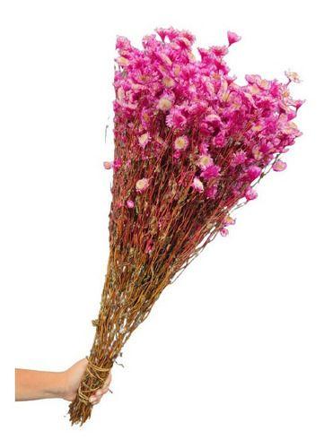 Imagem de Sempre Viva Rodante Rosa Pink Seca Desidratada Decoração