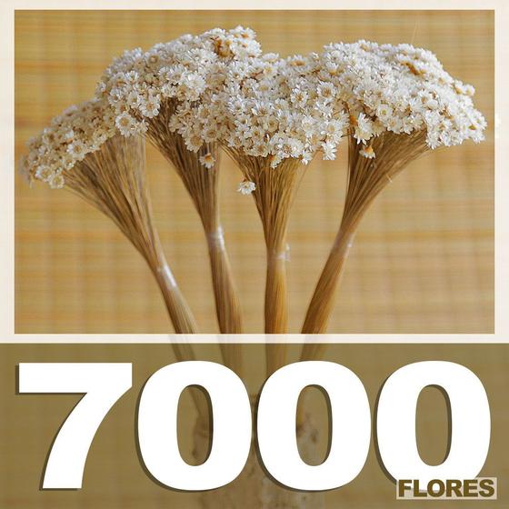 Imagem de Sempre vivas - 7.000 Flores para Casamento e Decoração