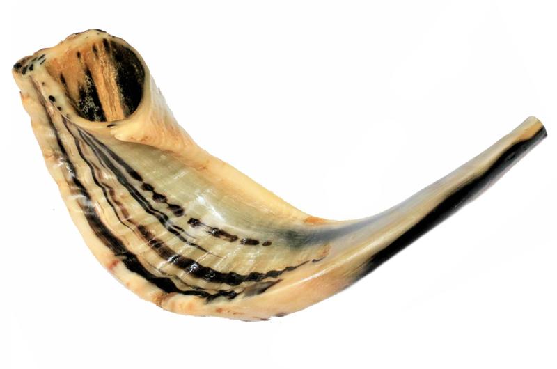 Imagem de Shofar Chifre De Carneiro De Tocar - 34 A 36 Cm - De Israel