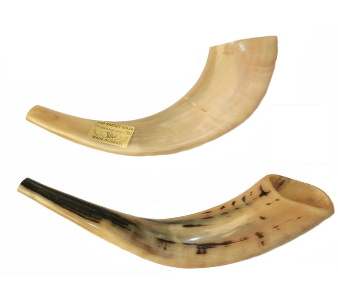 Imagem de Shofar Chifre De Carneiro De Tocar - De Israel 30 A 34 Cm