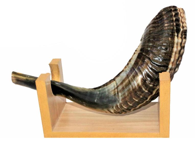 Imagem de Shofar Chifre De Carneiro De Tocar - De Israel 40-44 Cm