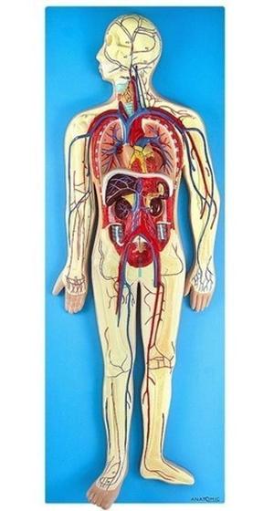 Imagem de Sistema Circulatório Em Prancha, Anatomia