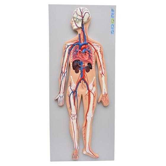 Imagem de Sistema Circulatório Sanguíneo Em Prancha, Anatomia