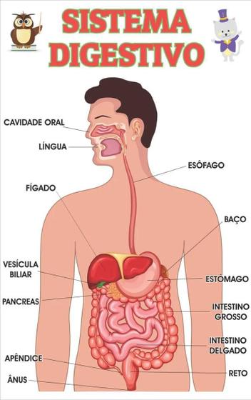 Imagem de Sistema Digestivo Infantil Escolar Painel Lona