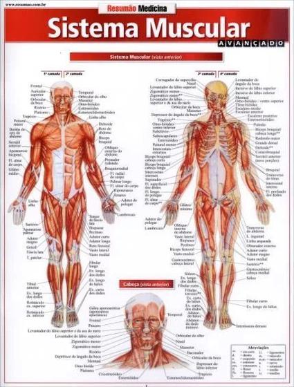 Imagem de Sistema muscular avancado