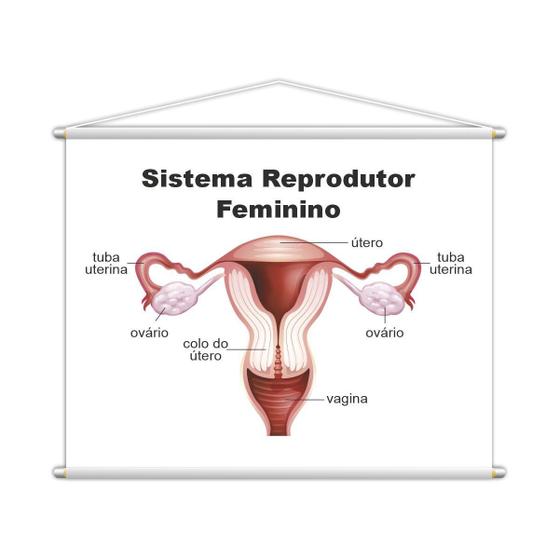 Imagem de Sistema Reprodutor Feminino Banner Escolar 130X100Cm