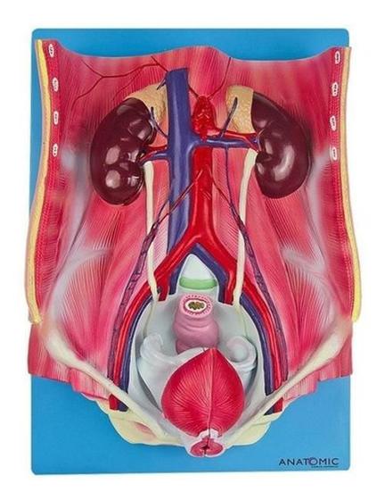 Imagem de Sistema Urinário Clássico Em 4 Partes, Anatomia