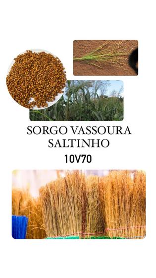 Imagem de Sorgo Vassoura 10V70 Saltinho IAC - 5kg de Sementes