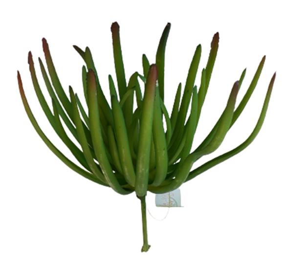 Suculenta Artificial 19 X 16Cm Verde - Flor de Seda - Flor e Planta  Artificial - Magazine Luiza