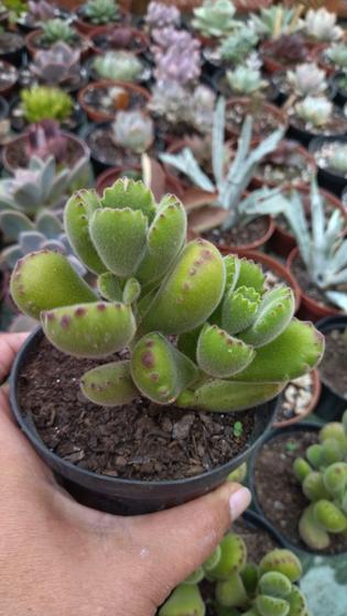 Imagem de Suculenta Cotyledon Tomentosa ou patinha de urso