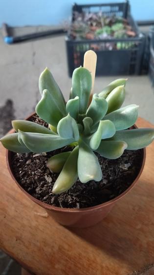 Imagem de Suculenta Echeveria Dagda pote 11