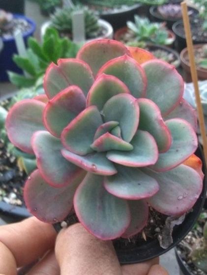 Imagem de Suculenta Echeveria Goiabinha pote 11