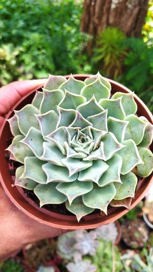 Imagem de Suculenta Echeveria Halbingeri