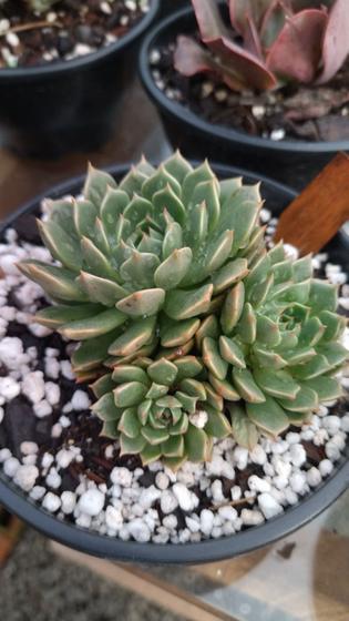 Imagem de Suculenta Echeveria Olivia