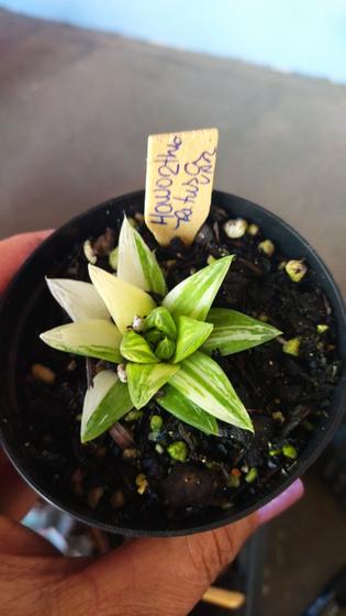 Imagem de Suculenta Haworthia Variegata pote 6