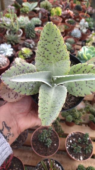 Imagem de Suculenta Kalanchoe Orelha de Burro