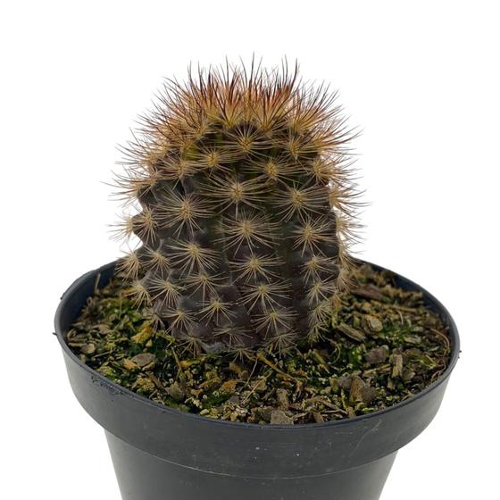 Imagem de Suculenta Neoporteria Muda Linda Planta Saudável Top Coleção