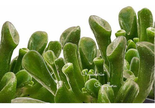 Imagem de Suculenta Orelha De Shrek Crassula Ovata Gollum  Vaso Nº10