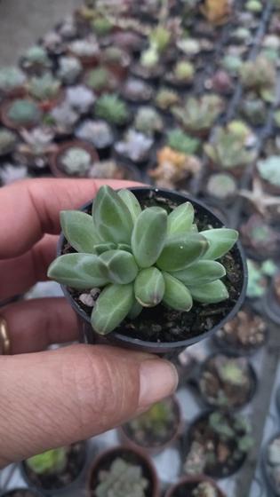 Imagem de Suculenta Pachyphytum Compactum pequeno vaso 6