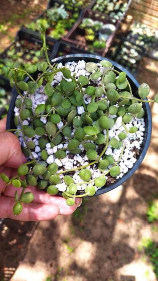 Imagem de Suculenta Peperomia Rotundifolia Colar de lentinha