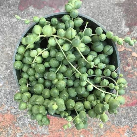 Imagem de Suculenta Rosario Ou Colar De Perolas - Senecio Rowleyanus