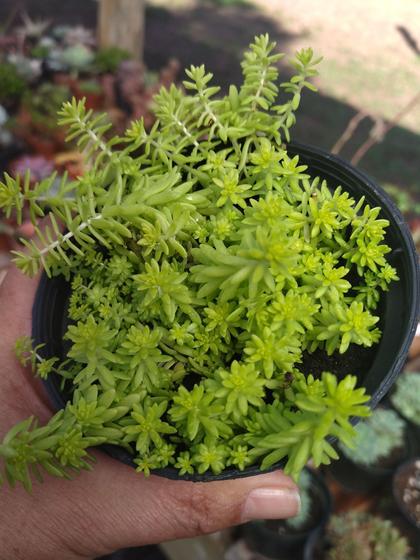 Imagem de Suculenta Sedum Rupestre 'Angelina'