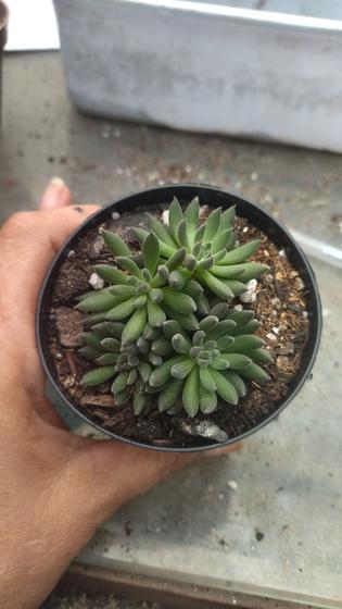 Imagem de Suculenta Sinocrassula yunnanensis