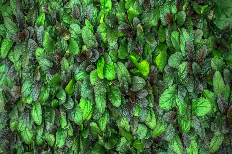 Imagem de Tapete em Lona Textura de Folhas Verdes - 300x200cm