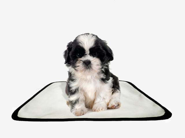 Imagem de Tapete pet reutilizável educador dog oferta 5 un PP 40x50cm