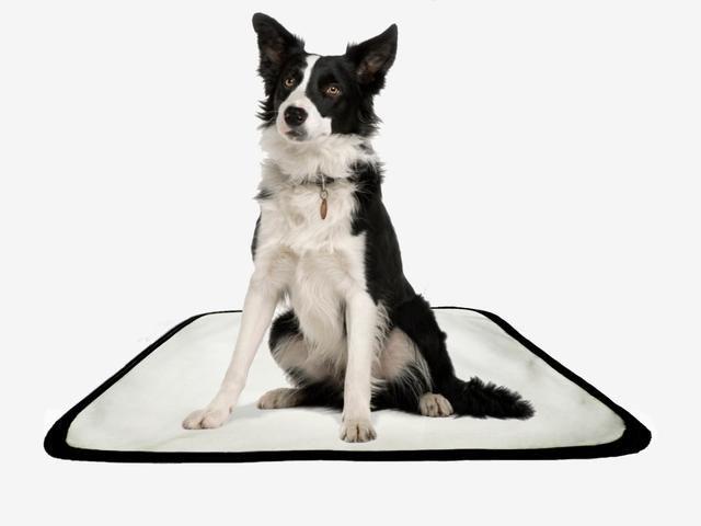 Imagem de Tapete pet reutilizável educador dog oferta 7 un P1 50x70cm