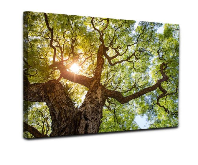 Imagem de Tela Quadro Decorativo Para sala Sala Quarto Arvore da Vida 60x40 Quadro Quarto Hall Cozinha