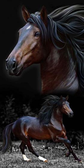 Toalha Praia Buettner Brow Horses 7590 Menor preço em Toalha Praia Buettner Brow Horses 7590