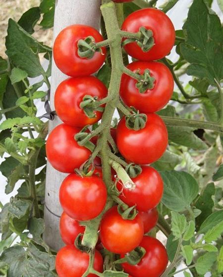 Imagem de Tomate Hibrido Wanda - 38mg / 20 Sementes