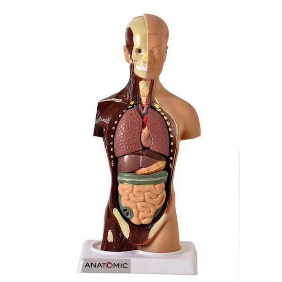 Imagem de Torso De 28Cm Assexuado Em 14 Partes - Anatomic Tgd-0209