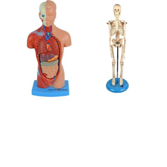Imagem de Torso Humano De 28Cm Em 15 Partes + Esqueleto Humano De 45Cm