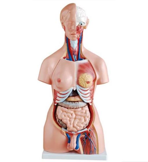 Imagem de Torso Humano de 45 cm 24 partes com Coluna Exposta e Vértebra Removivél