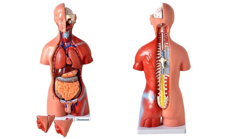 Imagem de Torso Humano de 45 cm 24 partes com Coluna Exposta e Vértebra Removivél