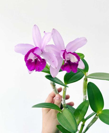Imagem de Touceira Orquídea Cattleya Intermedia Muda Adulta 