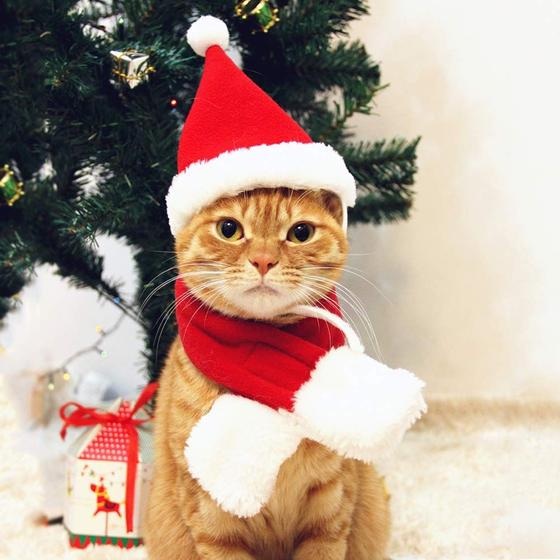 Imagem de Traje de Natal PETLESO Cat Santa Chapéu de Papai Noel com cachecol para animais de estimação