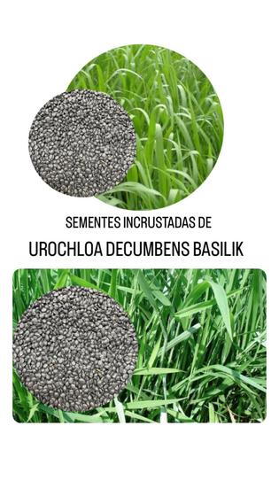 Imagem de Urochloa Decubens Brasilik 10kg- Sementes Incrustadas