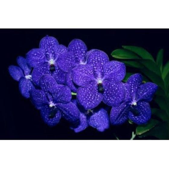 Vanda Pachara Delight (Vanda Azul) - Orquidário - Flor e Planta Artificial  - Magazine Luiza