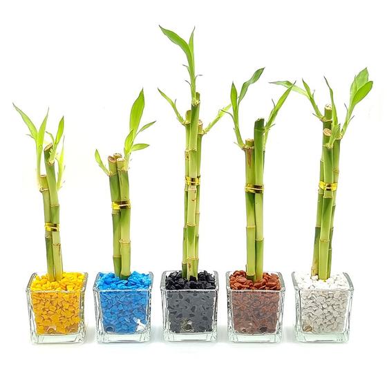 Imagem de Vasinho de Vidro com Três Bambu da Sorte (Colors)