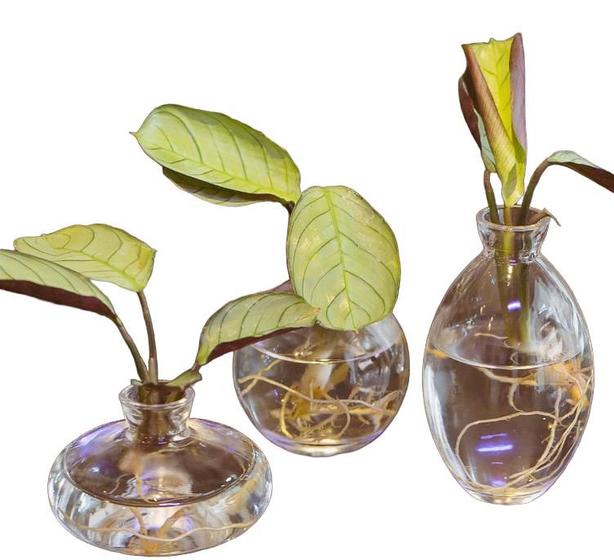Vasinhos de Vidro Conjunto com 3 Transparente Arranjos Plantas Agua  Decoração Banheiro Sala Cozinha - Pra Caza - Vasos para plantas - Magazine  Luiza