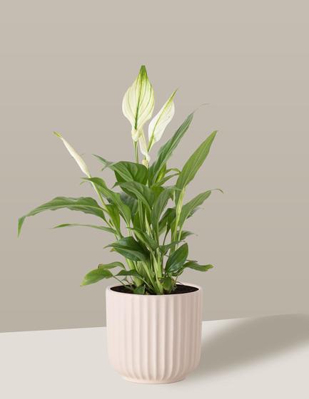 Vaso Cachepô de Cerâmica para Plantas Creme PE Menor preço em Vaso Cachepô de Cerâmica para Plantas Creme PE