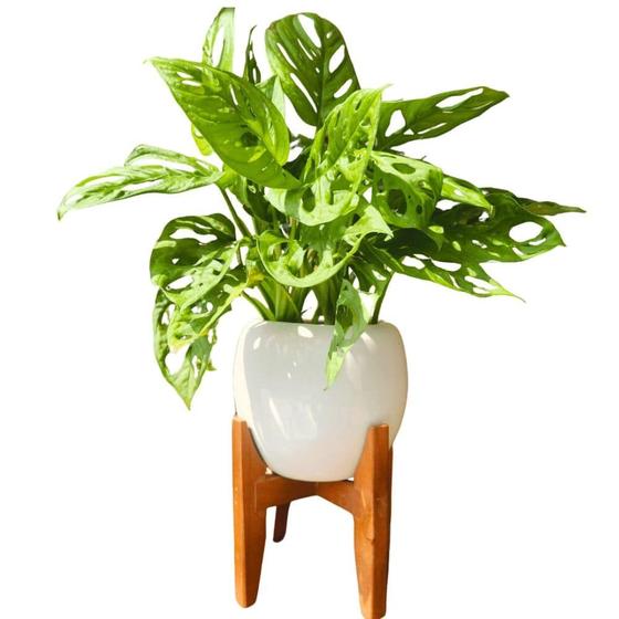 Imagem de Vaso Cachepot de Mesa 15cm Porcelana com Tripé de Madeira