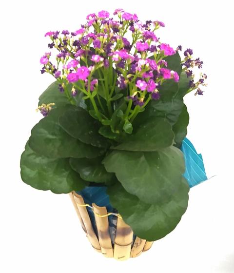 Vaso com Kalanchoe redondo ( flores naturais) - Nacional. - Vasos para  Plantas - Magazine Luiza