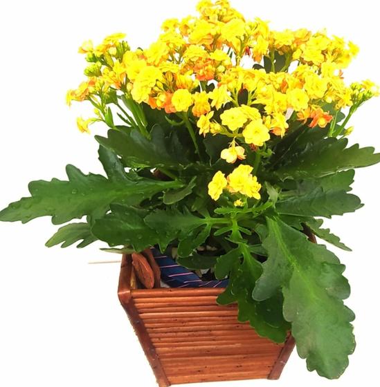 Vaso de flor c/ Kalanchoe ( flores naturais ) - Nacional - Vasos para  Plantas - Magazine Luiza