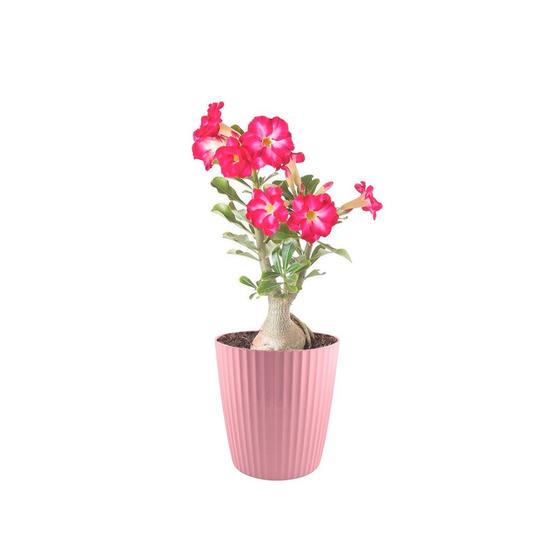 Vaso de Planta Rosa Cesto Horta Groove 22cm Menor preço em Vaso de Planta Rosa Cesto Horta Groove 22cm