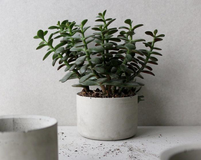 Imagem de Vaso Decorativo Cinza Concreto para Plantas Suculenta